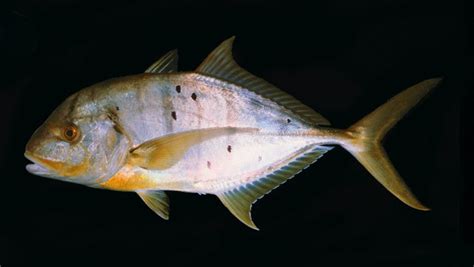 badlon fish|Golden Trevally ( Gnathanodon speciosus ) .